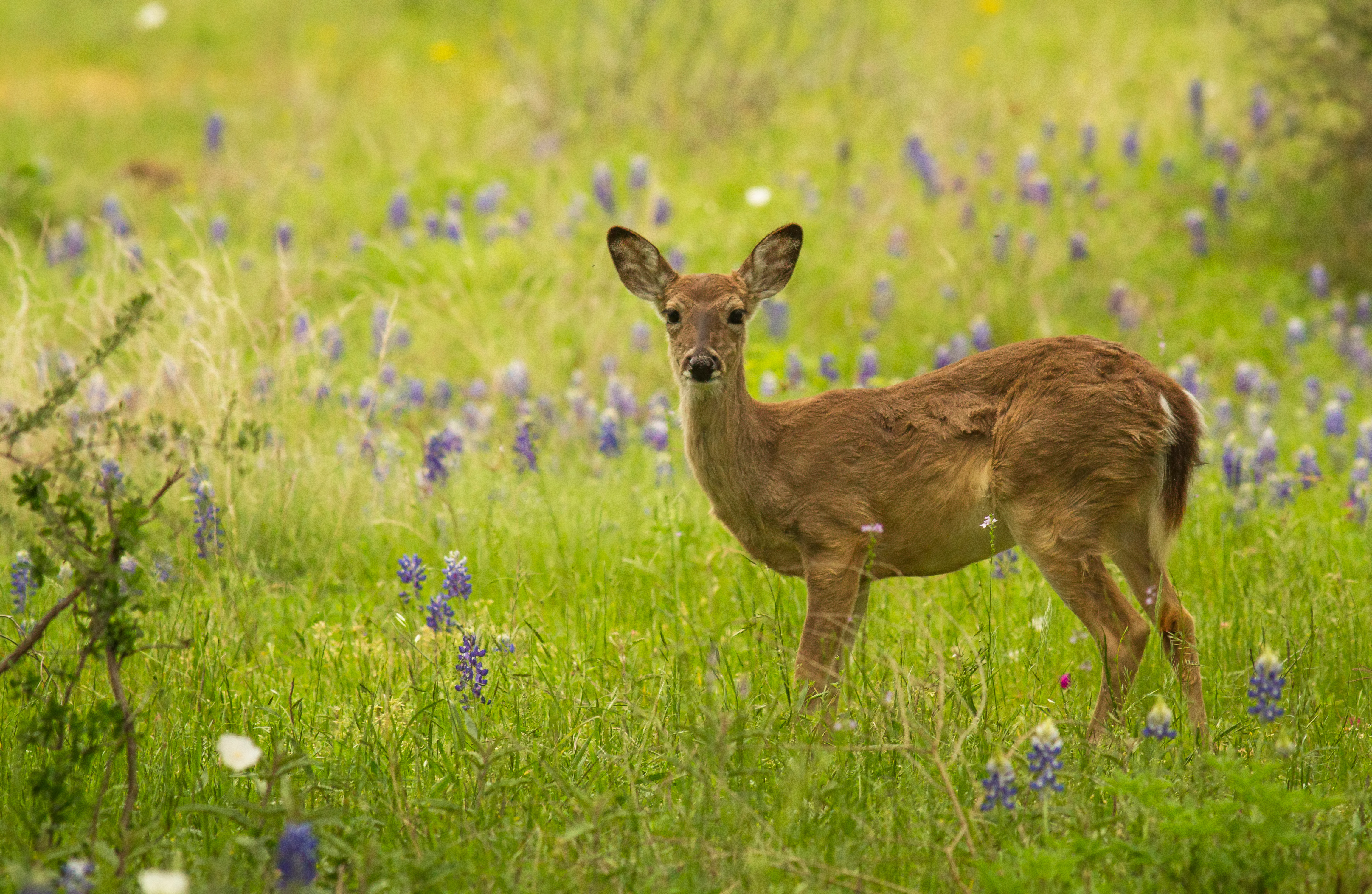 Deer
